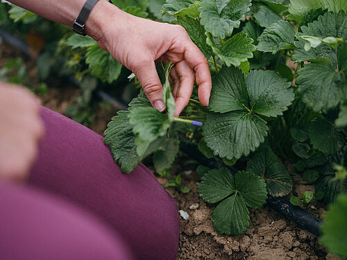 Eine Person untersucht markierte Blätter einer Erdbeerpflanze im Freiland.  © Hessen schafft Wissen / Steffen Boettcher
